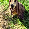 dog, towel, outdoor, grass, dirt, pet, animal, canine, happy, smiling, brown, fur, sunlight, nature, looking_up, portrait, close_up, playful, cute, friendly