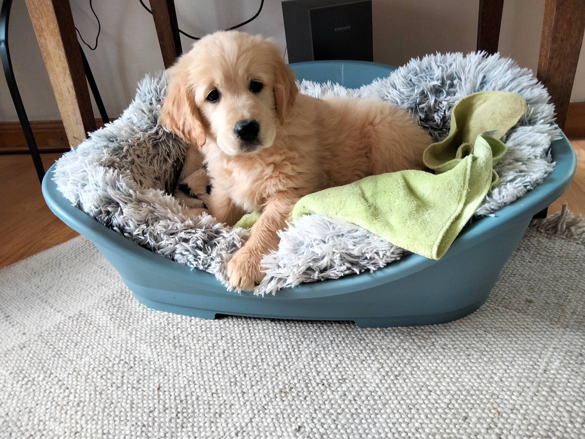 Vaïna participe au concours pour gagner de l'argent avec cette photo : bowl, canidae, carnivore, chair, comfort, companion_dog, couch, dog, dog_bed, dog_breed, dog_supply, fur, outdoor_furniture, outdoor_sofa, pet_supply, puppy, sofa_bed, sporting_group, toy, toy_dog