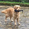 Vaïna a rejoint le concours — aidez-le/la à gagner de superbes lots ! golden_retriever, dog, umbrella, stone_pavement, outdoor, greenery, moss, pet, animal, fur, canine, walking_surface, nature, leafy, daylight, standing, portrait, cute, loyal, companion