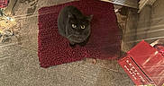 Teddy Burnt Toast is registered to the contest to win money with this photo: animal, blackcat, box, canine, cat, dog, dogbed, doormat, homedecor, mat, pet, rug