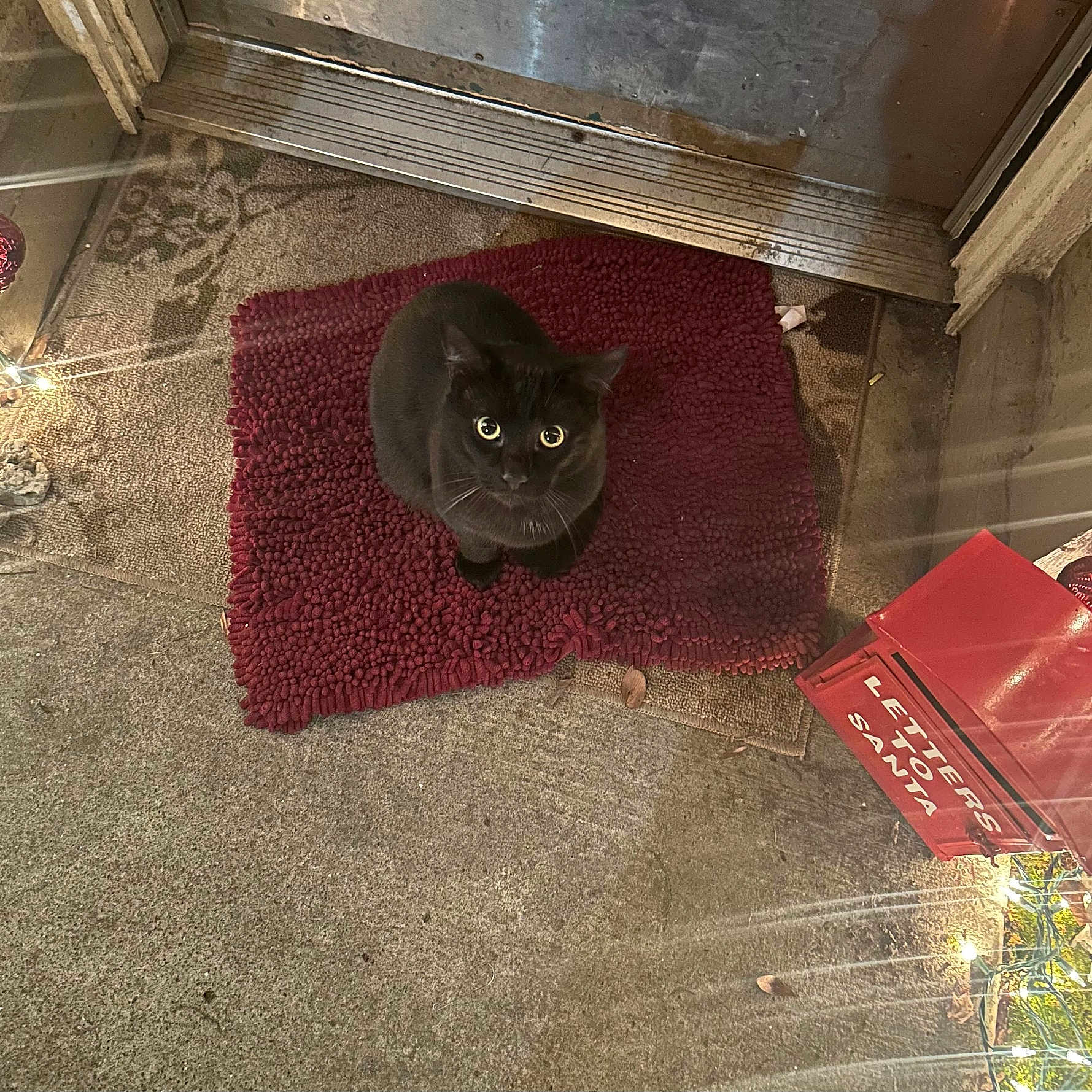 Teddy Burnt Toast is registered to the contest to win money with this photo: animal, blackcat, box, canine, cat, dog, dogbed, doormat, homedecor, mat, pet, rug