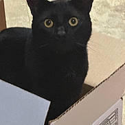 Teddy Burnt Toast is registered to the contest to win money with this photo: animal, blackcat, box, cardboard, carton, cat, kitten, manx, pet