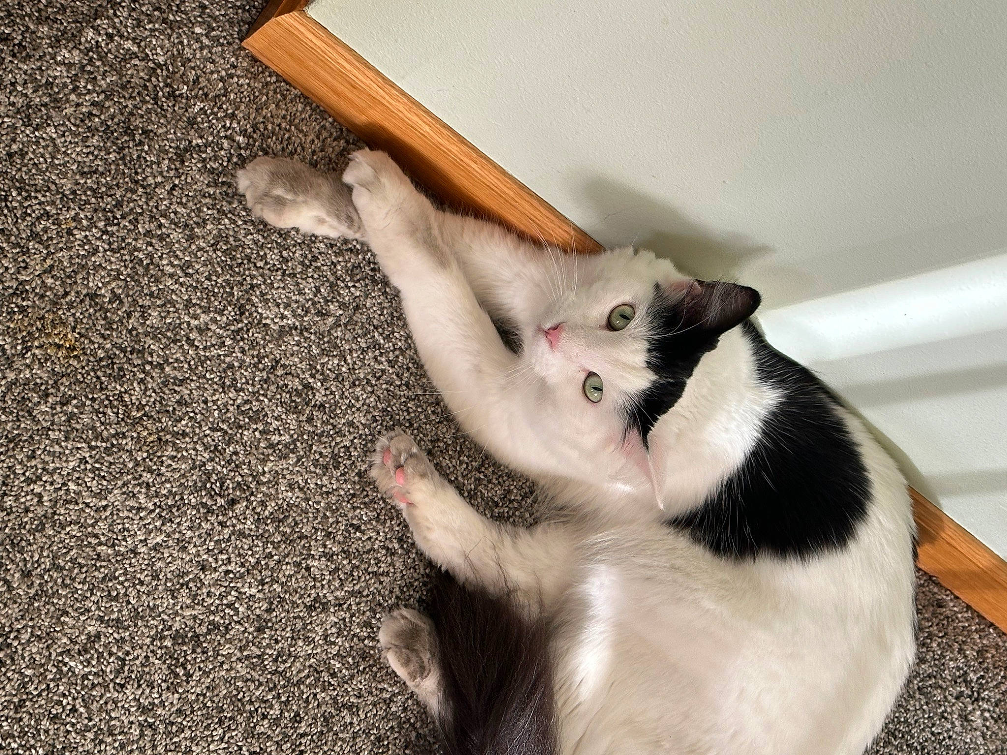 Finn is registered to the contest to win money with this photo: canidae, carnivore, cat, claw, comfort, companion_dog, dog_breed, domestic_short_haired_cat, fawn, felidae, fur, paw, small_to_medium_sized_cats, snout, sporting_group, tail, whiskers, wood