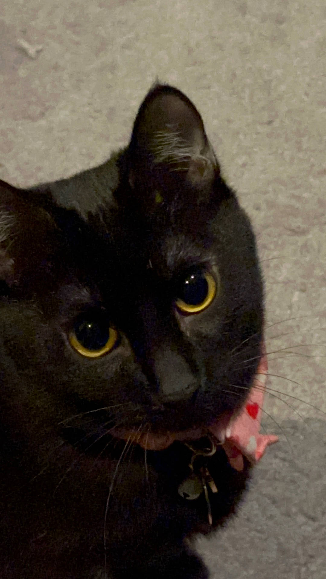 Sam is registered to the contest to win money with this photo: animal, bell, black_cat, carpet, cat, closeup, curious, cute, domestic_cat, ears, feline, fur, indoor, looking_up, pet, pink_collar, portrait, star_tag, whiskers, yellow_eyes