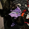 Sam is registered to the contest to win money with this photo: cat, black_cat, costume, purple, bat_wings, pet, indoor, blanket, tag, movement_blur, playful, animal, feline, fur, collar, halloween, cute, purple_harness, domestic_cat, pet_accessory