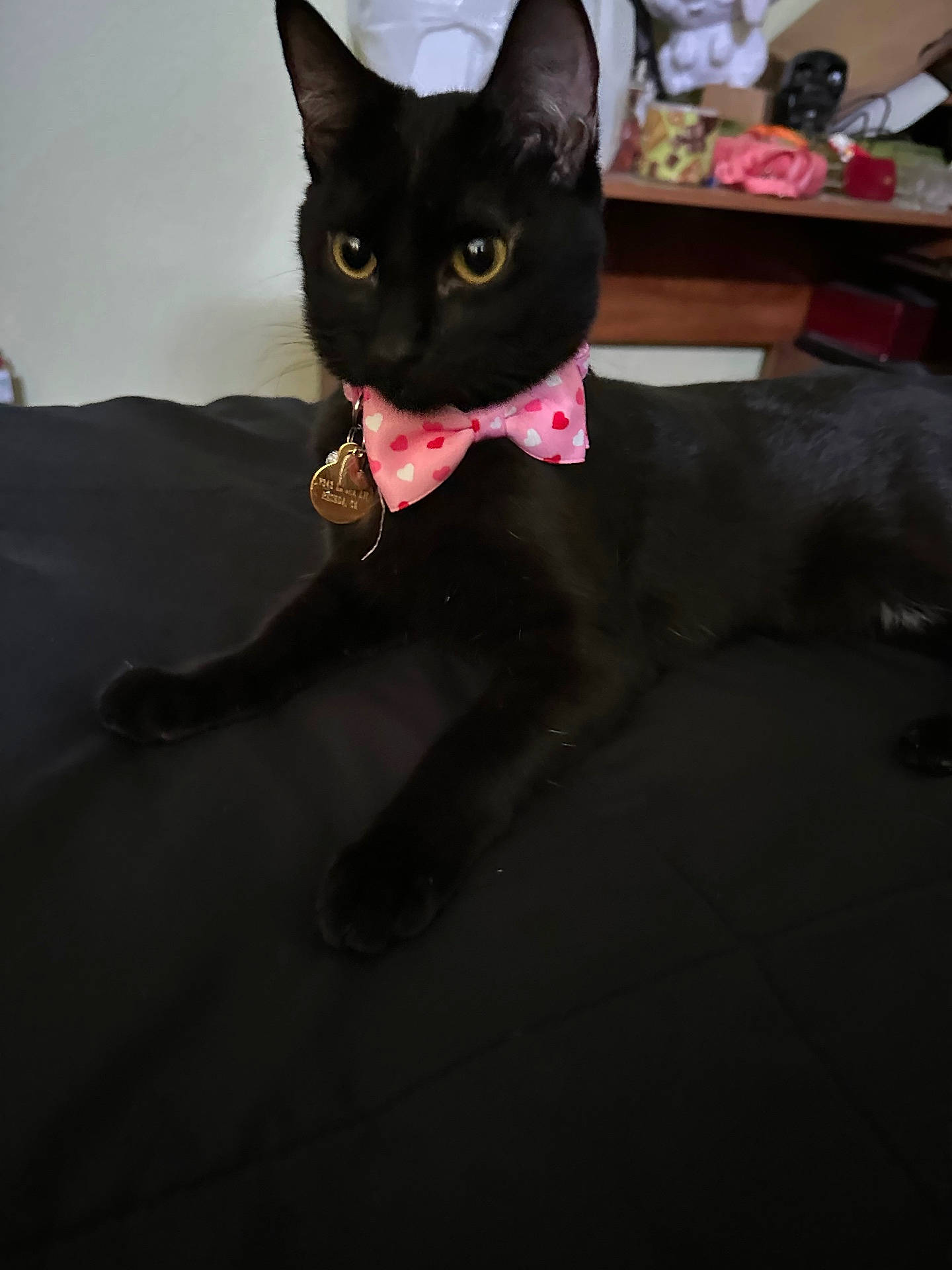 animal, bed, black_cat, bow_tie, cat, close_up, collar, curious, cute, dark_background, domestic_animal, feline, golden_eyes, heart_pattern, indoor, lying_down, pet, pink_bow_tie, resting, whiskers