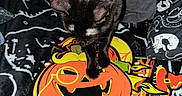 Sam joined the competition — help win amazing prizes! black_cat, halloween, pumpkin, decoration, bow_tie, blanket, pillow, spooky, indoor, cute, pet, animal, black_fur, curious, cozy, festive, orange, green, pattern, home