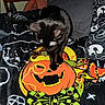 black_cat, halloween, pumpkin, decoration, bow_tie, blanket, pillow, spooky, indoor, cute, pet, animal, black_fur, curious, cozy, festive, orange, green, pattern, home