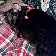 Sam joined the competition — help win amazing prizes! black_cat, sleeping, plaid_blanket, collar, bell, cozy, indoor, feline, pet, resting, cute, fur, close_up, pattern, fabric, domestic_animal, animal, soft, relaxation, comfort