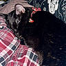 black_cat, sleeping, plaid_blanket, collar, bell, cozy, indoor, feline, pet, resting, cute, fur, close_up, pattern, fabric, domestic_animal, animal, soft, relaxation, comfort