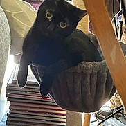 Sam is registered to the contest to win money with this photo: cat, black_cat, pet, indoor, hammock_bed, cat_tree, stack_of_books, curious, feline, scratching_post, cozy, home_interior, wooden_floor, natural_light, cables, furniture, relaxed, animal, cute, domestic