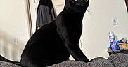 Jack joined the competition — help win amazing prizes! black_cat, cat, pet, domestic_cat, indoor, living_room, furniture, couch, gray_couch, yellow_eyes, alert, ears, whiskers, door, jacket, picture_frame, side_table, household_items, wall, cozy