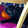 cat, black_cat, pumpkin, towel, wooden_chair, indoor, animal, pet, orange, purple, cozy, resting, feline, cute, curious, eyes, paw, fur, autumn, decor