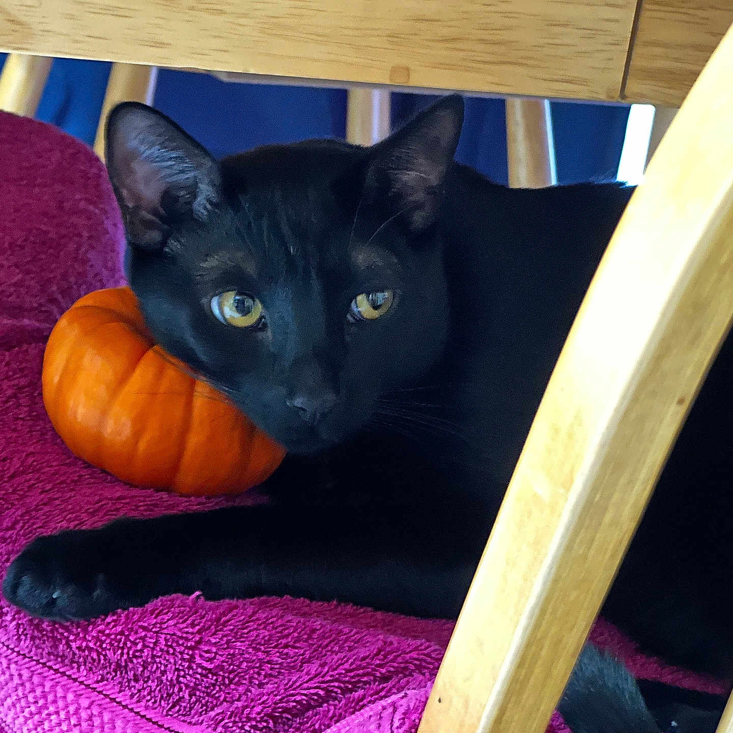 Jack