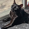 black_cat, cat, sunlight, indoor, relaxed, pet, animal, feline, whiskers, ears, closed_eyes, carpet, door, mesh_screen, shadow, resting, sunbeam, closeup, fur, domestic_animal