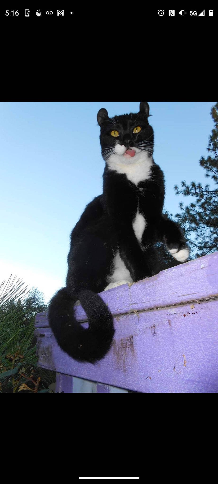 Mongo is registered to the contest to win money with this photo: art, black_cat, carnivore, cat, domestic_short_haired_cat, felidae, fur, grass, paw, photo_caption, sitting, sky, small_to_medium_sized_cats, snout, tail, terrestrial_animal, tree, whiskers