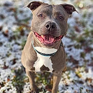 Queen a rejoint le concours — aidez-le/la à gagner de superbes lots ! dog, pitbull, canine, happy, smiling, tongue_out, collar, gray_coat, white_patch, portrait, close_up, outdoors, snow, winter, bokeh, shallow_depth_of_field, grass, pet, front_legs, attentive