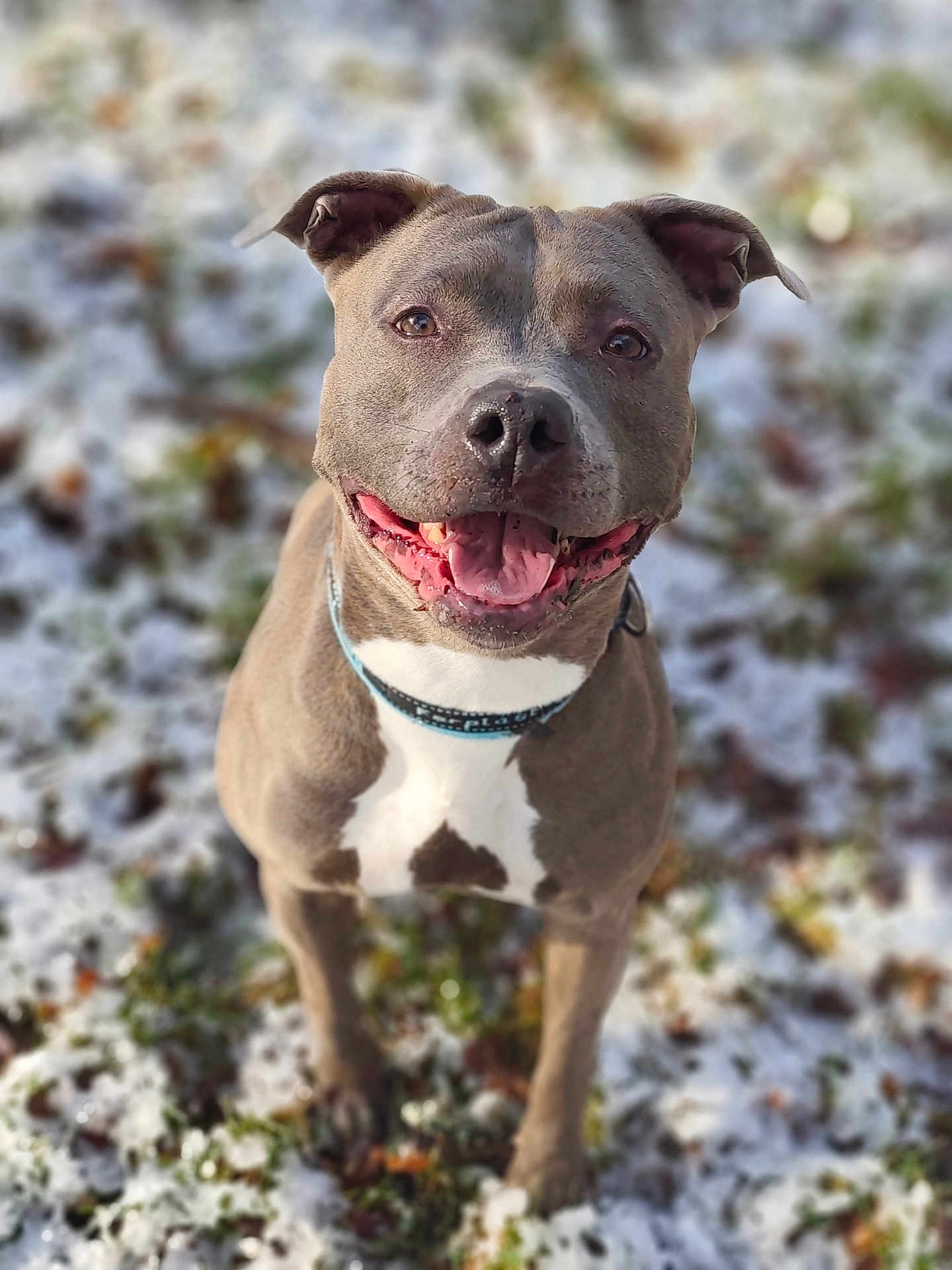 Queen a rejoint le concours — aidez-le/la à gagner de superbes lots ! dog, pitbull, canine, happy, smiling, tongue_out, collar, gray_coat, white_patch, portrait, close_up, outdoors, snow, winter, bokeh, shallow_depth_of_field, grass, pet, front_legs, attentive