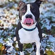 Tyson a rejoint le concours — aidez-le/la à gagner de superbes lots ! dog, dog_face, pitbull, tongue_out, collar, snow, grass, bokeh, portrait, pet, outdoor, playful, sitting, attentive, black_and_white, close_up, whiskers, ears, paws, nose
