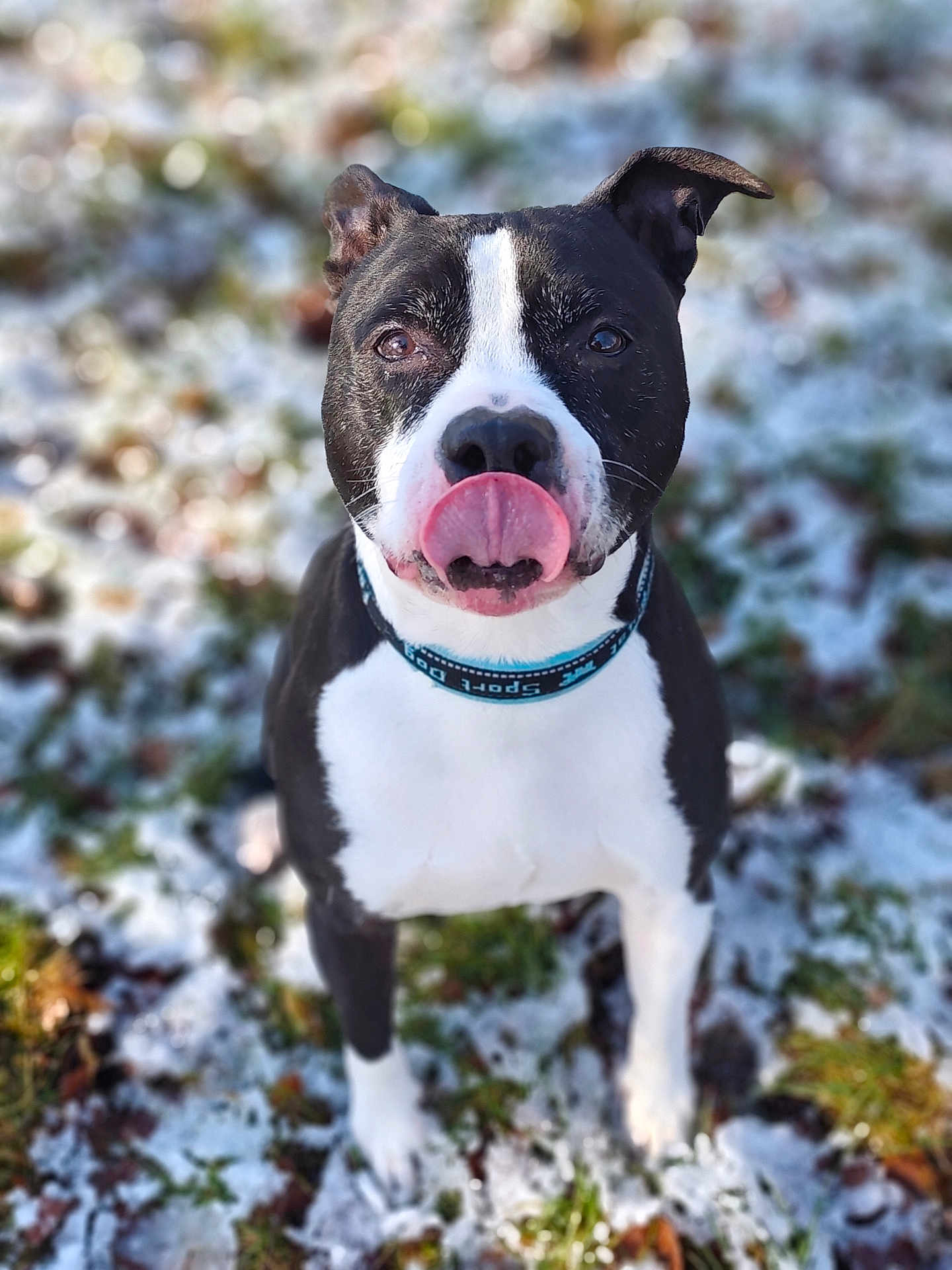 Tyson a rejoint le concours — aidez-le/la à gagner de superbes lots ! dog, dog_face, pitbull, tongue_out, collar, snow, grass, bokeh, portrait, pet, outdoor, playful, sitting, attentive, black_and_white, close_up, whiskers, ears, paws, nose