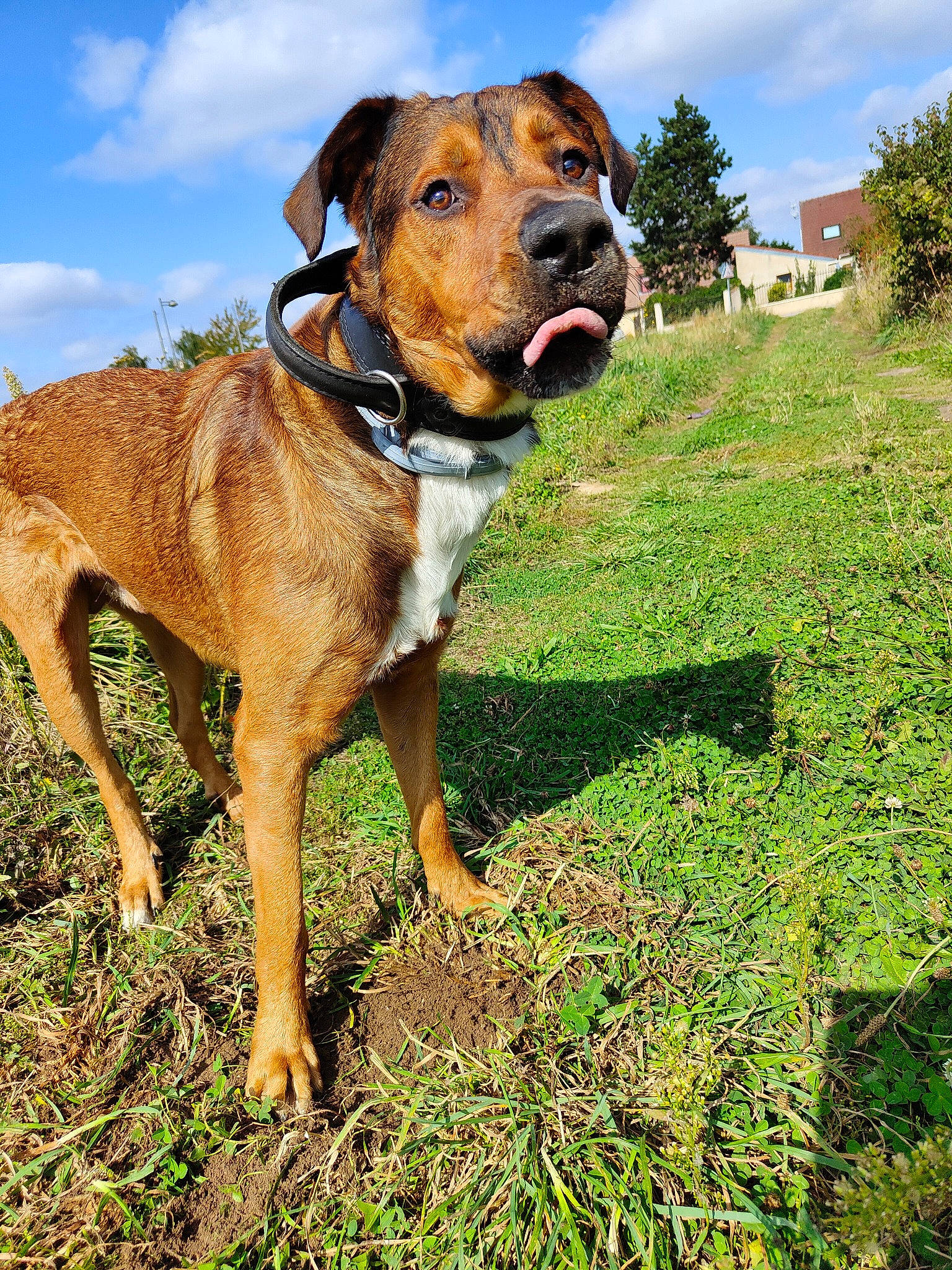 Rust a rejoint le concours — aidez-le/la à gagner de superbes lots ! canidae, carnivore, cloud, collar, companion_dog, dog, dog_breed, dog_collar, fawn, grass, grassland, guard_dog, hound, pet_supply, plant, sky, tree, whiskers, working_animal, working_dog