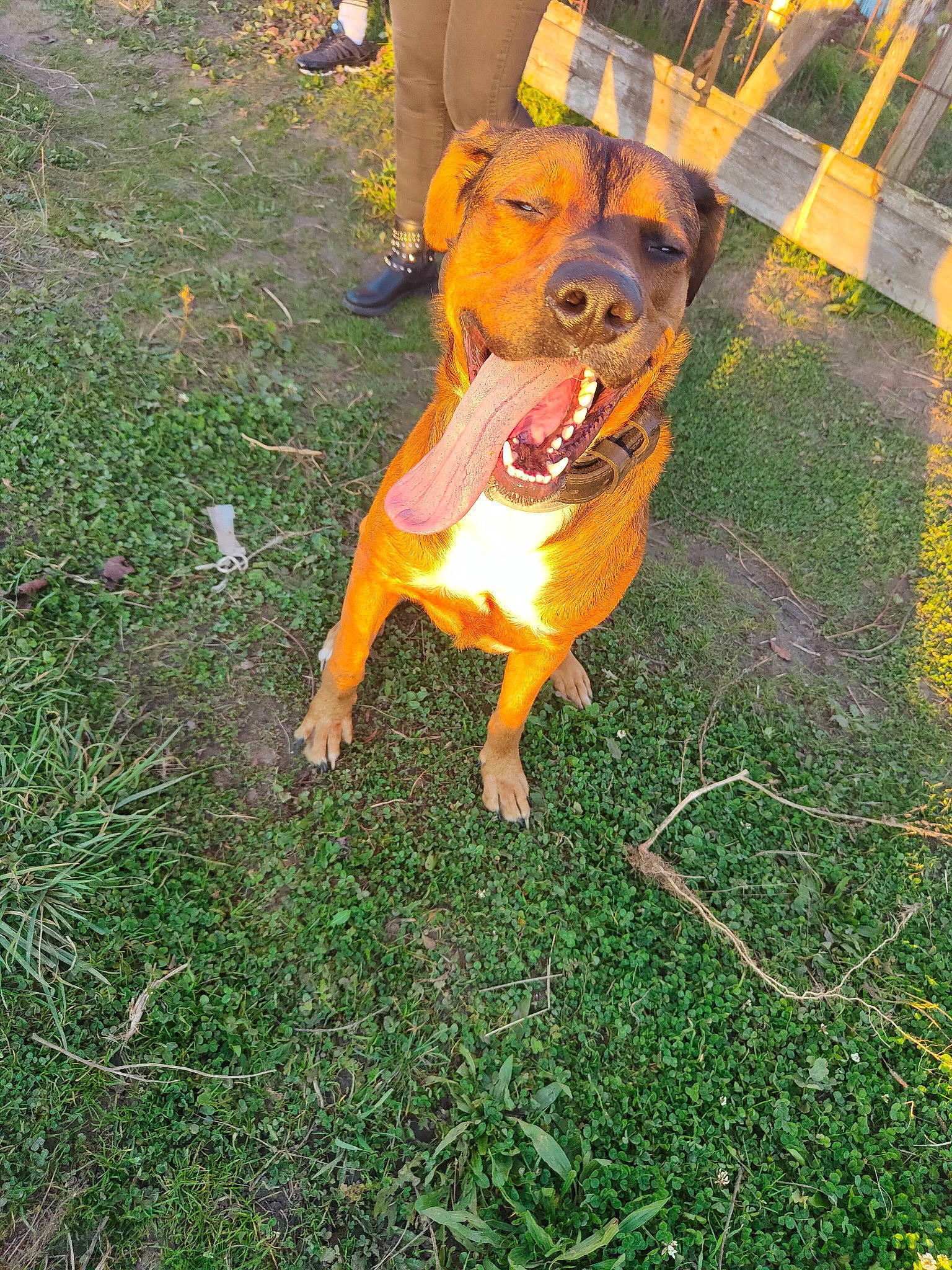 Rust participe au concours pour gagner de l'argent avec cette photo : art, canidae, carnivore, companion_dog, dog, dog_breed, dog_clothes, fawn, grass, groundcover, guard_dog, personal_protective_equipment, plant, shadow, snout, sports_toy, tail, terrestrial_animal, toy, working_animal