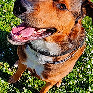 Rust a rejoint le concours — aidez-le/la à gagner de superbes lots ! brown_fur, canine, close_up, collar, daisies, dog, flowers, grass, happy, nature, outdoor, paws, pet, portrait, shadow, sitting, smiling, sunlight, tongue_out, white_chest