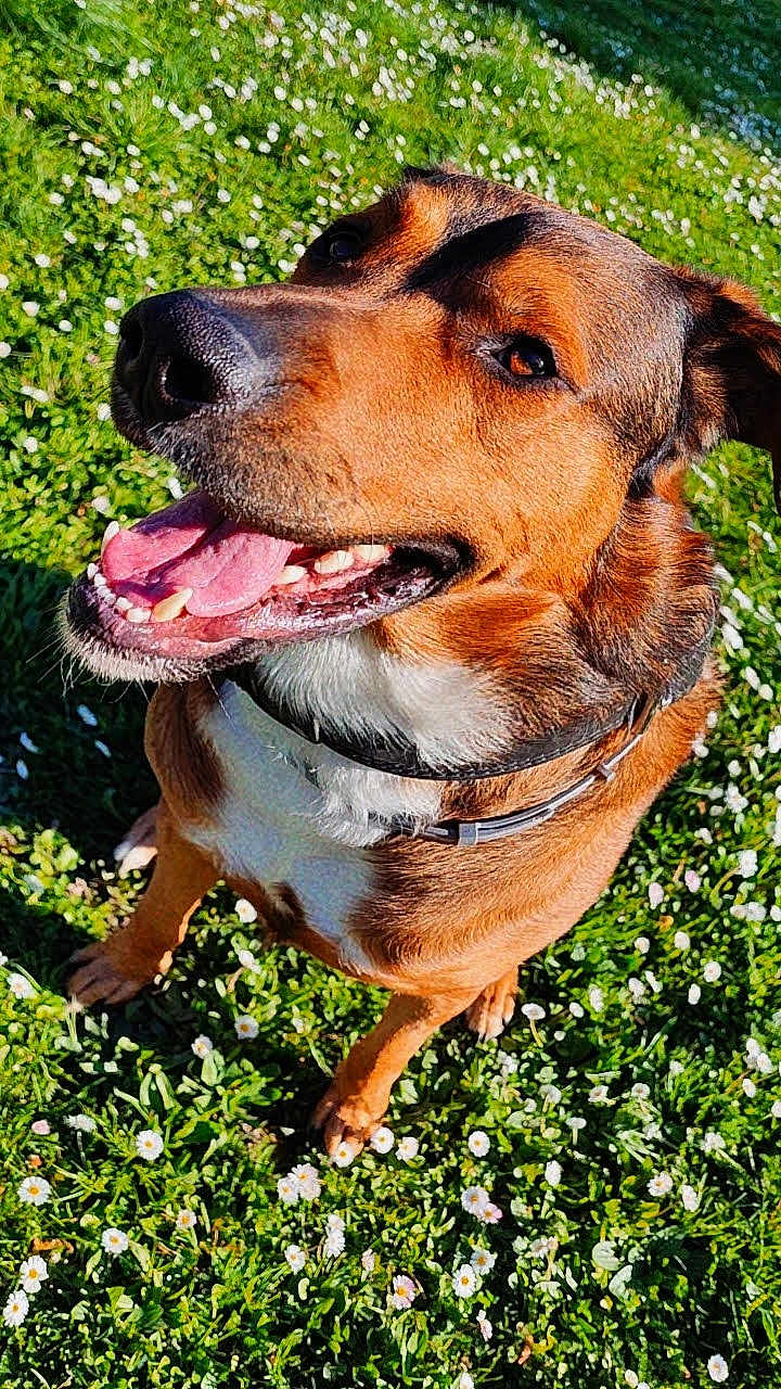 Rust a rejoint le concours — aidez-le/la à gagner de superbes lots ! brown_fur, canine, close_up, collar, daisies, dog, flowers, grass, happy, nature, outdoor, paws, pet, portrait, shadow, sitting, smiling, sunlight, tongue_out, white_chest