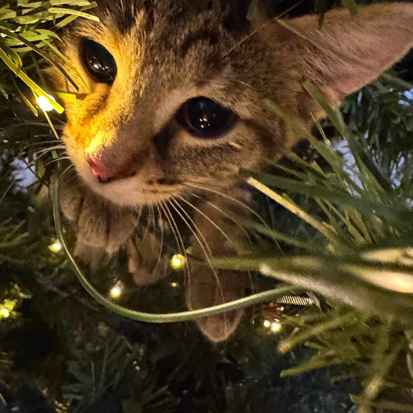 Luna joined the competition — help win amazing prizes! animal, cat, christmas_tree, close_up, curious, cute, decorations, eyes, fairy_lights, festive, fur, green, holiday, indoor, kitten, nature, pet, pine_needles, soft_lighting, whiskers