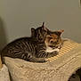 cat, kitten, feline, tabby, calico, pet, animal, sleeping, cozy, cat_tree, indoor, fur, cute, resting, snuggling, soft, warm, domestic, two_animals, close_up