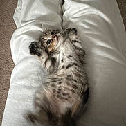 Luna joined the competition — help win amazing prizes! kitten, cat, animal, pet, lap, white_pants, spotted_fur, playful, relaxed, indoor, carpet, feline, cute, lying_down, soft_texture, young_animal, paws_up, belly, curious, cozy