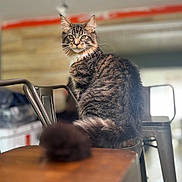 Woody participe au concours pour gagner de l'argent avec cette photo : cat, tabby_cat, indoor, chair, wooden_table, furniture, pet, animal, whiskers, fur, tail, blurred_background, domestic_cat, metal_chair, looking, sitting, portrait, cozy, focused, feline