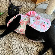 Momo is registered to the contest to win money with this photo: cat, black_cat, pet, animal, indoor, carpet, floral_dress, clothing, green_eyes, scratching_post, wooden_furniture, cute, lying_down, curious, cozy, domestic_cat, feline, pink, white, flower_pattern