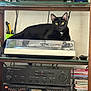 Momo is registered to the contest to win money with this photo: black_cat, cat, turntable, audio_equipment, vintage, retro, cds, shelf, electronics, yellow_eyes, lounging, indoor, furniture, music, record_player, collection, technology, household, relaxing, pet