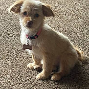 April is registered to the contest to win money with this photo: dog, puppy, pet, collar, bone_tag, carpet, indoor, animal, cute, fluffy, sitting, fur, ears, tail, small_dog, looking_at_camera, domestic_animal, companion, friendly, mammal