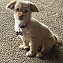 dog, puppy, pet, collar, bone_tag, carpet, indoor, animal, cute, fluffy, sitting, fur, ears, tail, small_dog, looking_at_camera, domestic_animal, companion, friendly, mammal