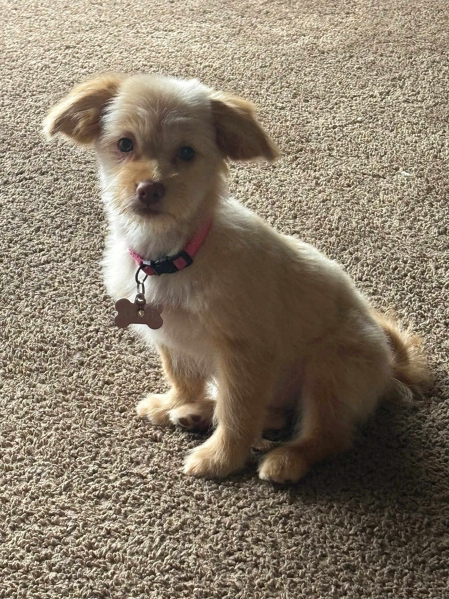 April is registered to the contest to win money with this photo: dog, puppy, pet, collar, bone_tag, carpet, indoor, animal, cute, fluffy, sitting, fur, ears, tail, small_dog, looking_at_camera, domestic_animal, companion, friendly, mammal