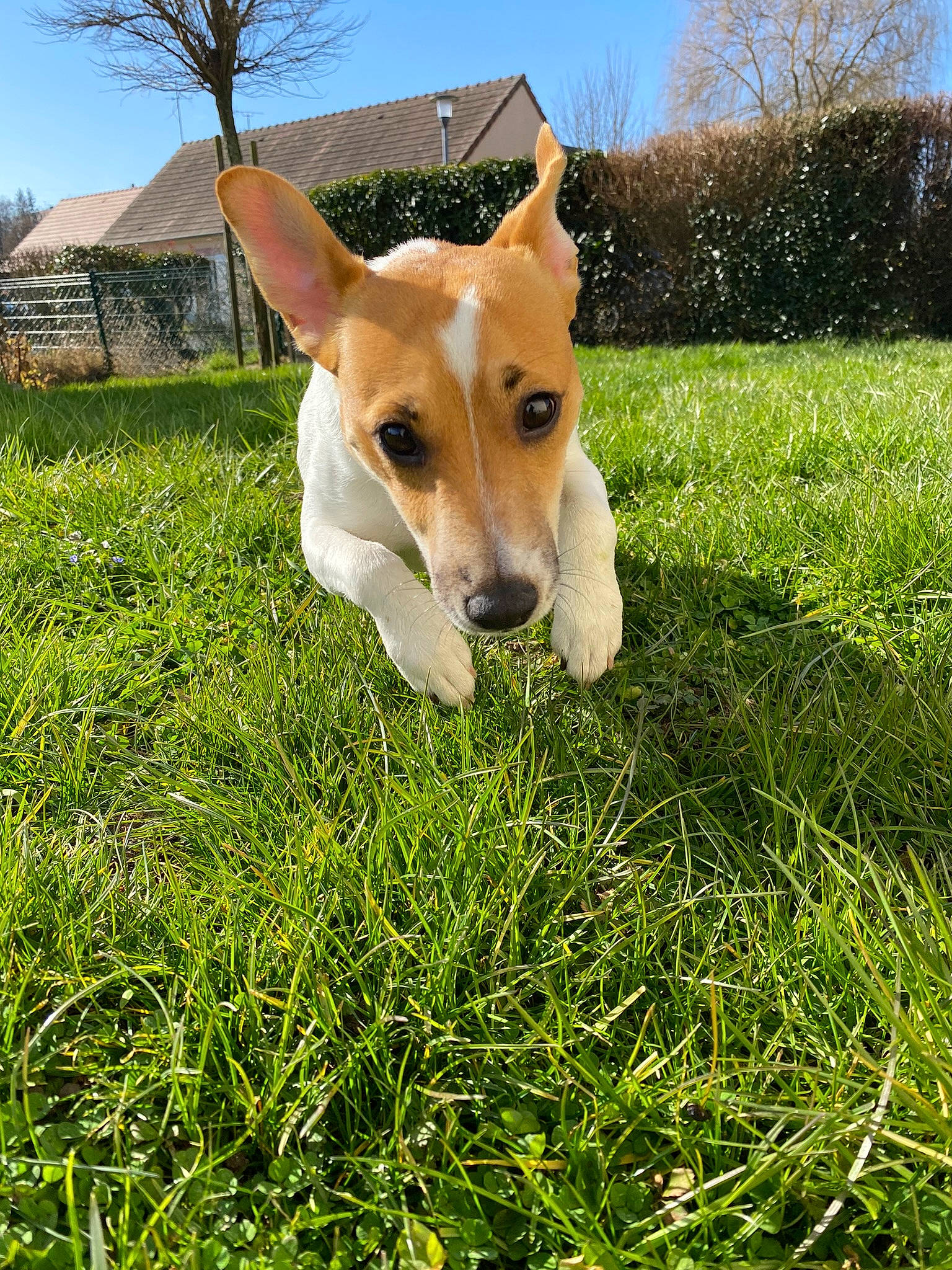 Oscar a rejoint le concours — aidez-le/la à gagner de superbes lots ! basenji, canidae, carnivore, companion_dog, dog, dog_breed, fawn, grass, grassland, groundcover, hound, lawn, meadow, pasture, people_in_nature, plant, sky, sporting_group, tail, tree