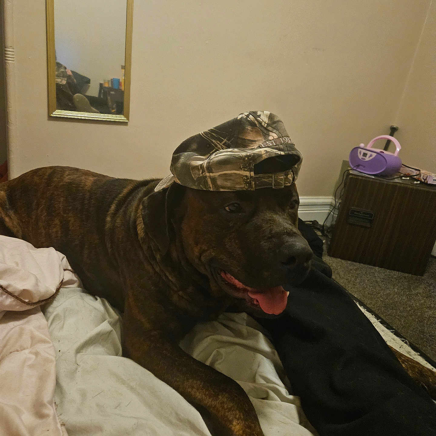 Roscoe is registered to the contest to win money with this photo: animal, architecture, bed, bedroom, blanket, building, bulldog, canine, clothing, couch, dog, furniture, hat, hound, indoors, interiordesign, livingroom, pet, room, wood