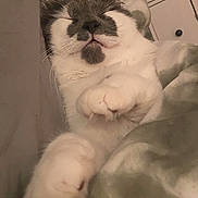 Finnley joined the competition — help win amazing prizes! cat, sleeping, cozy, paws, blanket, indoor, pet, fur, closeup, relaxed, whiskers, cute, comfort, domestic_cat, feline, resting, soft, home, animal, cute_pet