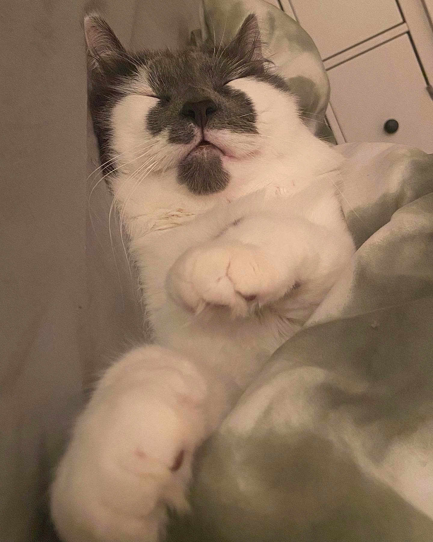 Finnley joined the competition — help win amazing prizes! cat, sleeping, cozy, paws, blanket, indoor, pet, fur, closeup, relaxed, whiskers, cute, comfort, domestic_cat, feline, resting, soft, home, animal, cute_pet