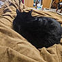 black_cat, cat, blanket, brown_blanket, indoor, furniture, cabinet, household_items, relaxing, pet, fur, ears, curled_up, cozy, resting, domestic, sleeping_position, soft_texture, warm, quiet