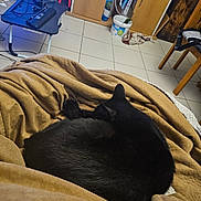 Kyra Et Malo participe au concours pour gagner de l'argent avec cette photo : black_cat, cat, sleeping, blanket, indoor, tile_floor, furniture, chair, cabinet, bucket, cords, table, relaxation, cozy, pet, animal, home, resting, domestic, floor