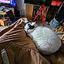 cat, white_cat, black_patches, blanket, brown_blanket, laptop, television, red_ladder, aquarium, tank, room, indoor, furniture, floor, relaxed, pet, cozy, sleepy, curled_up, household