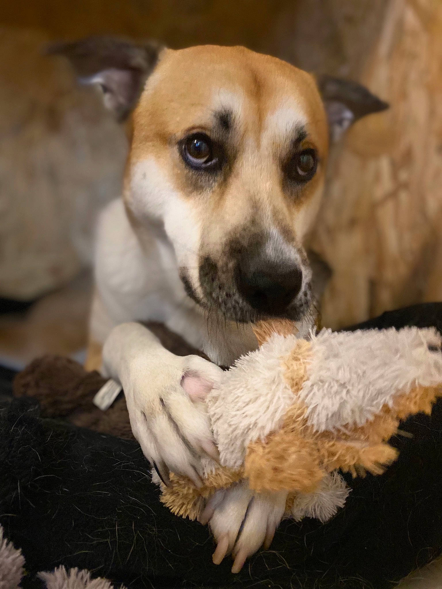 Lokki participe au concours pour gagner de l'argent avec cette photo : ancient_dog_breeds, canidae, carnivore, companion_dog, dog, dog_breed, fawn, fur, non_sporting_group, paw, puppy, puppy_love, snout, sporting_group, street_dog, tail, terrestrial_animal, terrier, toy_dog, whiskers