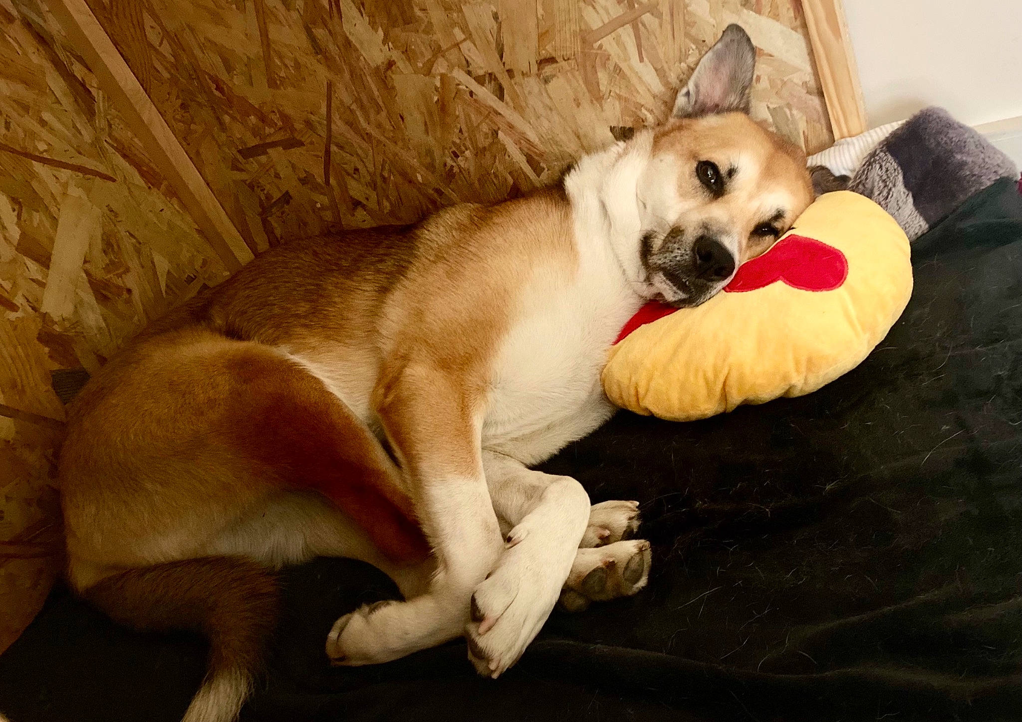 Lokki a rejoint le concours — aidez-le/la à gagner de superbes lots ! canidae, carnivore, collar, comfort, companion_dog, dog, dog_breed, dog_supply, fawn, felidae, flooring, fur, hardwood, paw, pet_supply, snout, sporting_group, tail, whiskers, working_animal