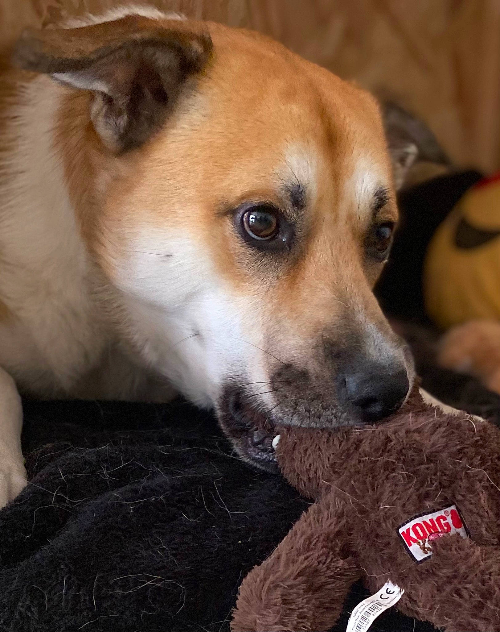 Lokki participe au concours pour gagner de l'argent avec cette photo : canidae, carnivore, companion_dog, dog, dog_breed, door, fawn, fur, irishjacks, non_sporting_group, paw, puppy, snout, sporting_group, terrestrial_animal, whiskers