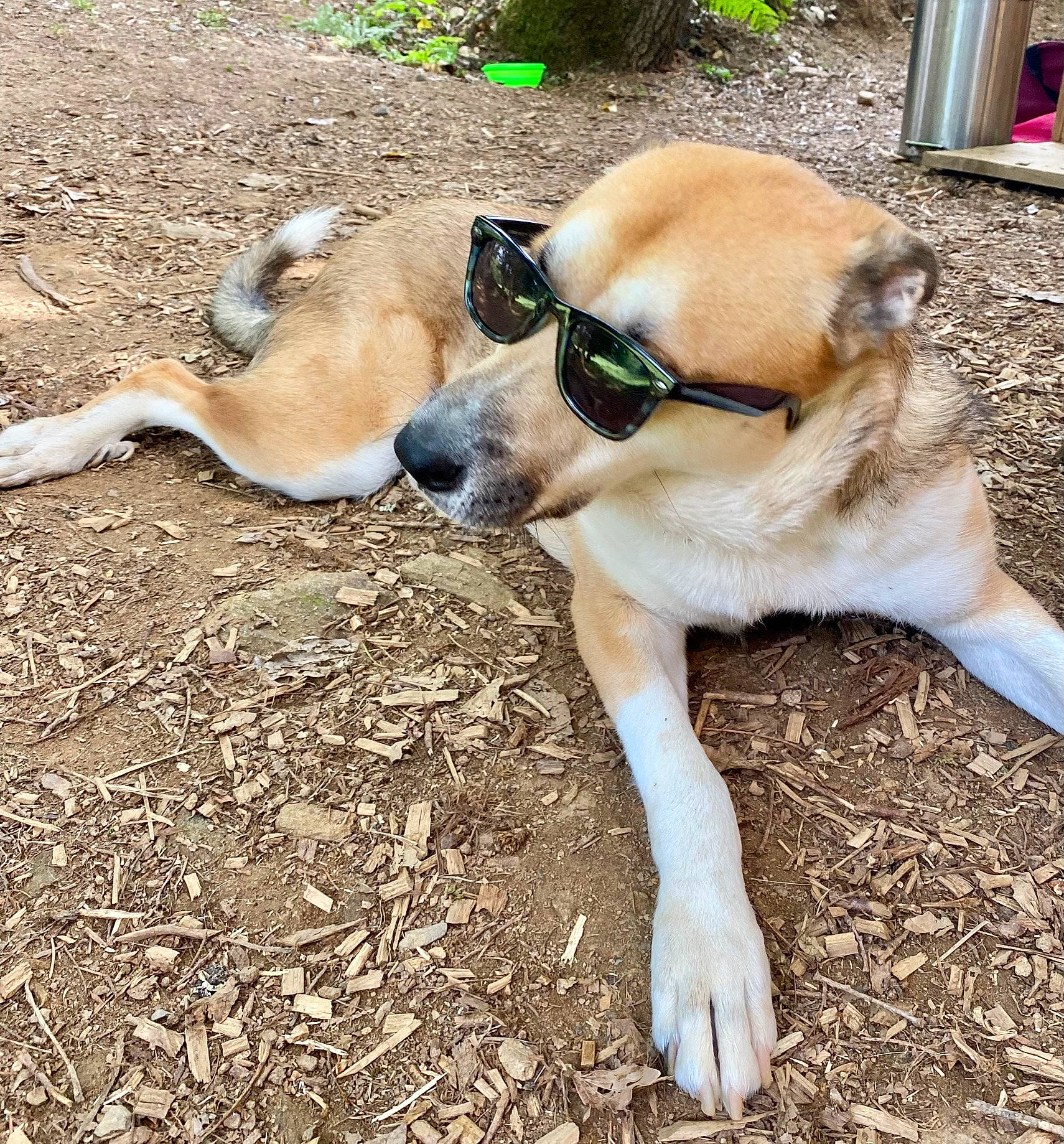 Lokki participe au concours pour gagner de l'argent avec cette photo : canidae, carnivore, companion_dog, dog, dog_breed, fawn, foot, fur, grass, non_sporting_group, paw, plant, soil, sporting_group, tail, terrestrial_animal, working_animal, working_dog