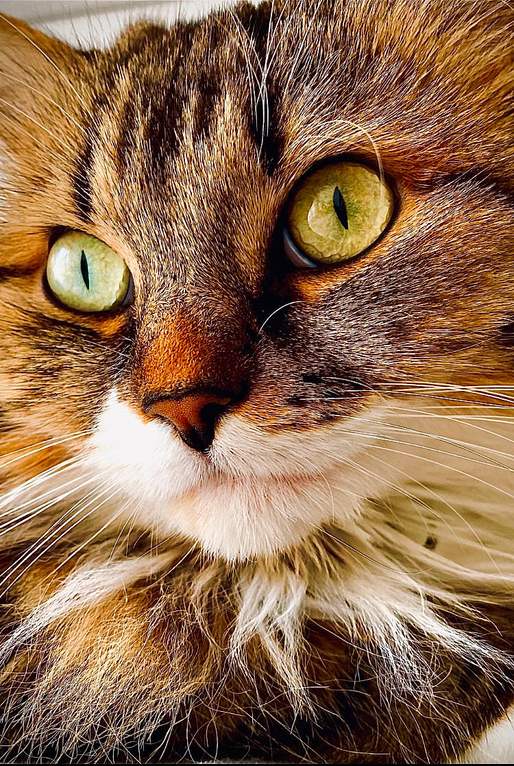 Shiva a rejoint le concours — aidez-le/la à gagner de superbes lots ! carnivore, cat, curious, domestic_short_haired_cat, eye, felidae, fur, grass, photography, rectangle, small_to_medium_sized_cats, snout, terrestrial_animal, whiskers, wildlife