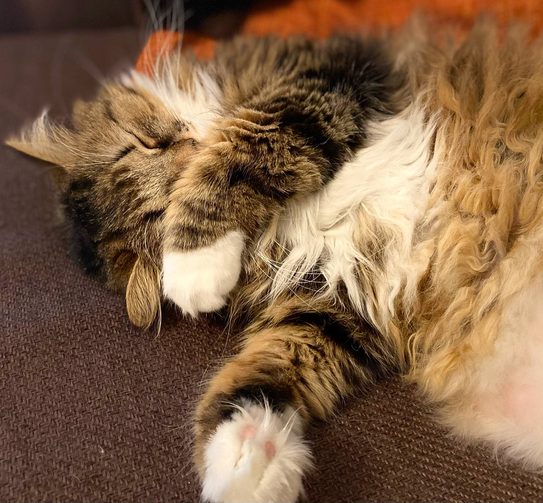 Shiva a rejoint le concours — aidez-le/la à gagner de superbes lots ! carnivore, cat, claw, close_up, comfort, domestic_short_haired_cat, felidae, flooring, fur, nap, paw, sleep, small_to_medium_sized_cats, snout, tail, terrestrial_animal, whiskers, wildlife